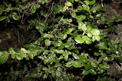 Image of Meiogyne heteropetala by (c) Greg Tasney, some rights reserved (CC BY-SA)