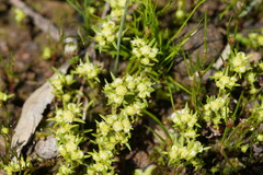 Siloxerus multiflorus