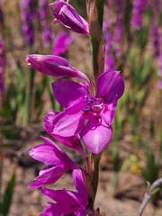 Watsonia marginata