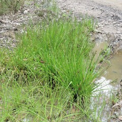 Juncus planifolius
