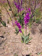 Watsonia marginata
