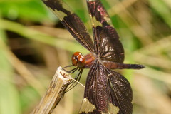 Rhyothemis princeps