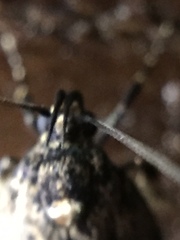 Barea codrella