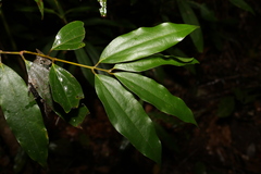 Cinnamomum laubatii