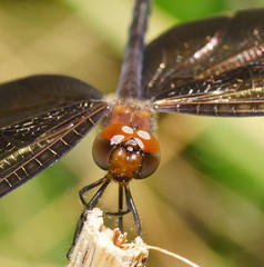 Rhyothemis princeps