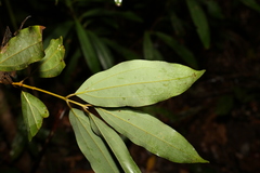 Cinnamomum laubatii