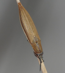 Eurispa albipennis