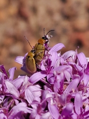 Corymbium villosum