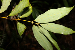 Cinnamomum laubatii