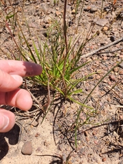 Corymbium villosum