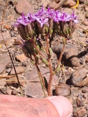 Corymbium villosum