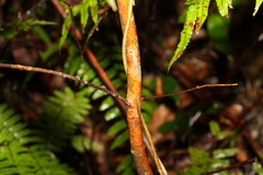 Cinnamomum laubatii