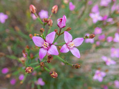 Boronia spathulata