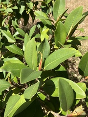 Ficus elastica