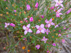 Boronia spathulata
