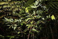 Cinnamomum laubatii