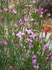 Boronia spathulata