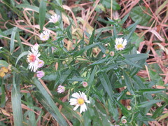 Symphyotrichum novi-belgii