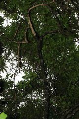 Cinnamomum laubatii