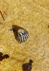 Austrocochlea porcata