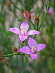 Boronia spathulata
