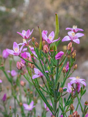 Boronia spathulata