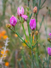 Boronia spathulata