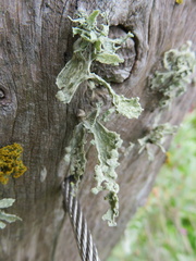Ramalina