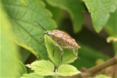 Agonoscelis versicoloratus