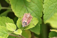 Agonoscelis versicoloratus