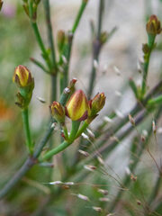 Boronia spathulata