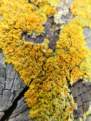 Xanthorioideae