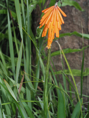 Kniphofia triangularis