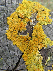 Xanthorioideae