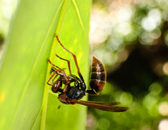 Polistes humilis