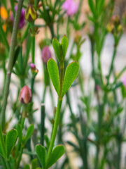 Boronia spathulata