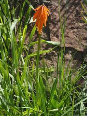 Kniphofia triangularis