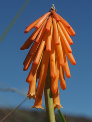 Kniphofia triangularis