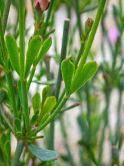 Boronia spathulata