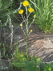 Berkheya rhapontica