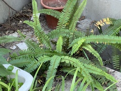Nephrolepis cordifolia
