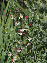 Zaluzianskya microsiphon