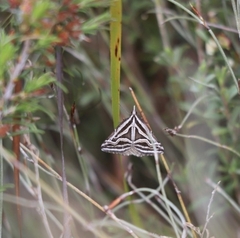Dichromodes confluaria