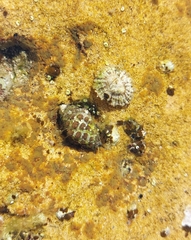 Tenguella marginalba