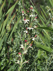 Zaluzianskya microsiphon