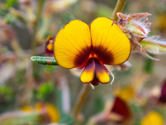 Bossiaea eriocarpa