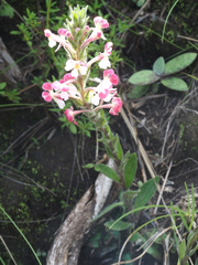 Zaluzianskya microsiphon