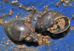 Bulinus truncatus