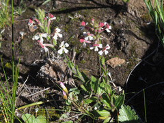 Zaluzianskya microsiphon