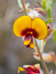 Bossiaea eriocarpa